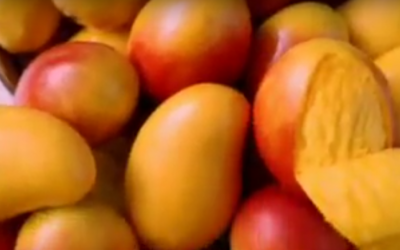 Mango de exportación